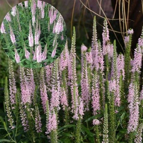 Veronica spicata 'Veronique Light Pink' - Kassisaba 'Veronique Light Pink'  